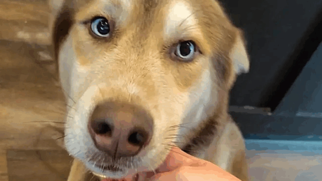 Mistura de pitbull com husky viraliza e aparência de cão impressiona milhões