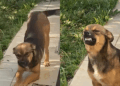 Cachorro caramelo invade quintal, “sorri” para moradora e reação viraliza
