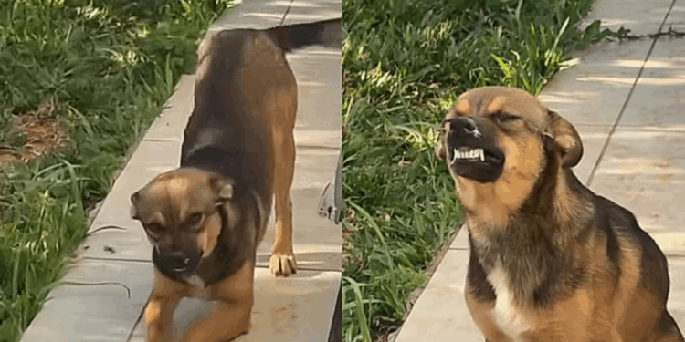 Cachorro caramelo invade quintal, “sorri” para moradora e reação viraliza