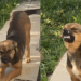 Cachorro caramelo invade quintal, “sorri” para moradora e reação viraliza