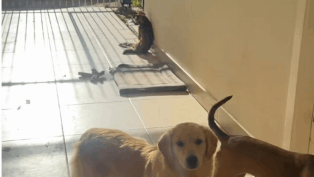 Cachorro caramelo invade quintal, “sorri” para moradora e reação viraliza