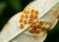 Como eliminar fungo de ferrugem na pitangueira em menos de um minuto: truque caseiro eficaz aplicando calda bordalesa natural