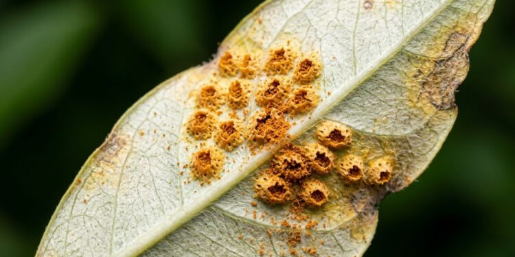 Como eliminar fungo de ferrugem na pitangueira em menos de um minuto: truque caseiro eficaz aplicando calda bordalesa natural