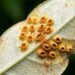 Como eliminar fungo de ferrugem na pitangueira em menos de um minuto: truque caseiro eficaz aplicando calda bordalesa natural