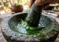 Como proteger suas folhas novas de gafanhotos em menos de um minuto: truque caseiro eficaz borrifando extrato de folha de neem