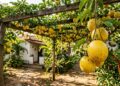 A fruta de polpa gelatinosa e sementes pretas que marcou as videiras do quintal da infância e pode ser cultivada espalhando-se sobre caramanchões resistentes