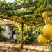 A fruta de polpa gelatinosa e sementes pretas que marcou as videiras do quintal da infância e pode ser cultivada espalhando-se sobre caramanchões resistentes