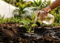 As melancias crescem como fermento: ao plantá-las no buraco, adicione uma colher de sopa de água de lentilha fermentada