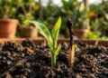 O milho germina como fermento: ao plantá-lo no buraco, adicione duas cabeças de palito de fósforo usado para dar fósforo à raiz