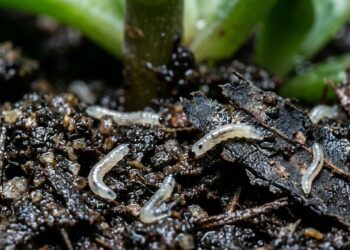 Como eliminar mosquitos pretos da terra úmida em menos de um minuto: truque caseiro eficaz polvilhando canela em pó na superfície