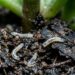 Como eliminar mosquitos pretos da terra úmida em menos de um minuto: truque caseiro eficaz polvilhando canela em pó na superfície