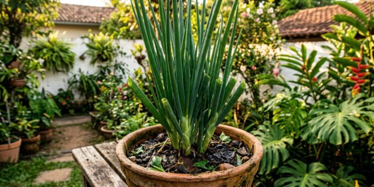A cebolinha cresce como fermento: ao plantá-la no buraco, corte as pontas das raízes velhas e deixe pelo menos um dedo da parte branca para fora da terra