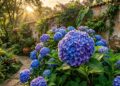 Como podar a hortênsia para obter floradas gigantes preservando a base lenhosa e podando apenas as pontas verdes que já deram flor na temporada anterior