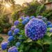 Como podar a hortênsia para obter floradas gigantes preservando a base lenhosa e podando apenas as pontas verdes que já deram flor na temporada anterior