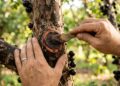 Como podar a jabuticabeira para obter mais frutos limpando a base do tronco principal para a luz do sol bater direto na casca sem barreiras de folhas