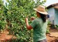 Como podar a goiabeira para obter mais frutos forçando o nascimento de galhos novos onde as frutas brotarão