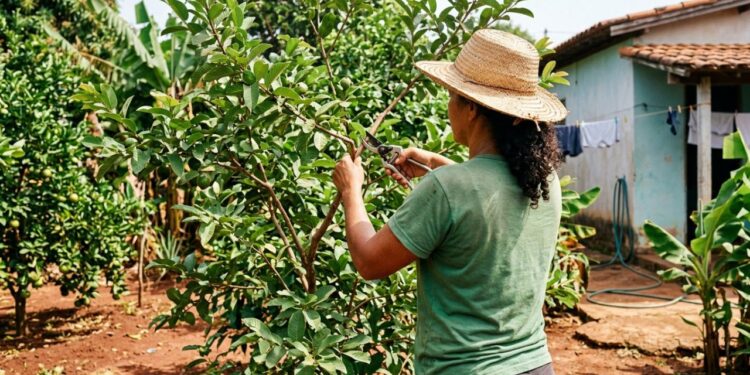 Como podar a goiabeira para obter mais frutos forçando o nascimento de galhos novos onde as frutas brotarão