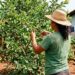 Como podar a goiabeira para obter mais frutos forçando o nascimento de galhos novos onde as frutas brotarão