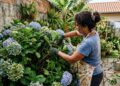 Como podar a hortênsia para obter flores mais cheias no verão seguinte cortando os cachos murchos ainda no outono