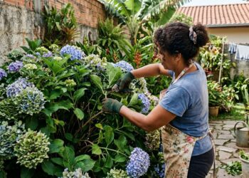 Como podar a hortênsia para obter flores mais cheias no verão seguinte cortando os cachos murchos ainda no outono