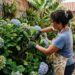 Como podar a hortênsia para obter flores mais cheias no verão seguinte cortando os cachos murchos ainda no outono