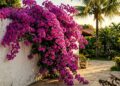 Como podar a trepadeira de flores para obter uma cascata espetacular cortando os galhos sempre na diagonal, logo acima de um broto apontado para fora