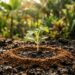 Como afastar formigas cortadeiras da horta em menos de um minuto: truque caseiro eficaz polvilhando borra de café seca ao redor das mudinhas recém-plantadas