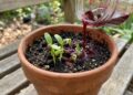 O quiabo germina como fermento: ao regar as sementes, adicione um pouco da água vermelha de beterraba cozida fria