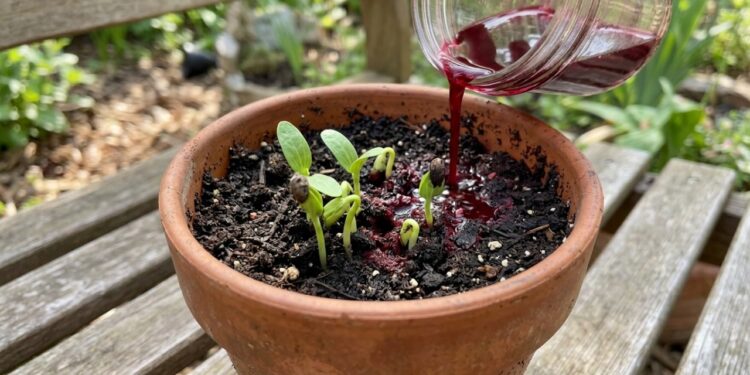 O quiabo germina como fermento: ao regar as sementes, adicione um pouco da água vermelha de beterraba cozida fria