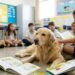 Durante atividade escolar, golden retriever percebe menino triste e cena emociona alunos e professores