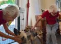 “Não quero que eles voltem a sofrer”: mulher com câncer pede adoção para seus cães Lucy e Felipe