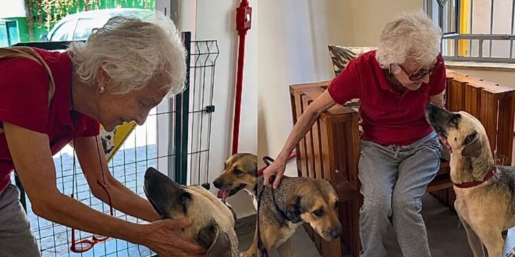 “Não quero que eles voltem a sofrer”: mulher com câncer pede adoção para seus cães Lucy e Felipe