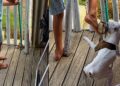 Tentativa de retirar sapo do jardim vira caos e cachorro rouba a cena em vídeo viral