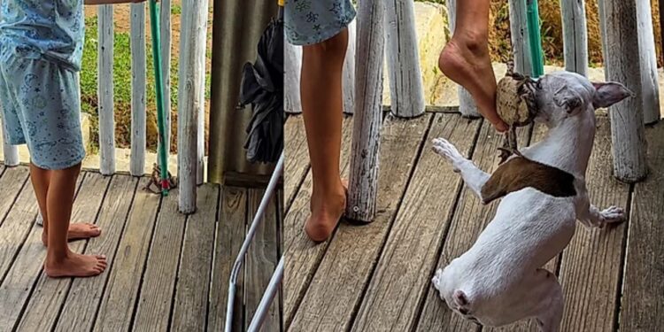 Tentativa de retirar sapo do jardim vira caos e cachorro rouba a cena em vídeo viral