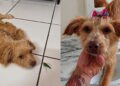 “Pronta para recomeçar”: cadela resgatada encanta ao explorar o mundo em abrigo paulista