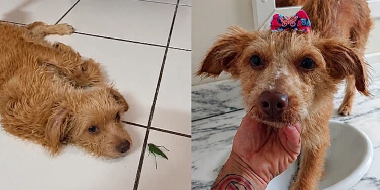 “Pronta para recomeçar”: cadela resgatada encanta ao explorar o mundo em abrigo paulista