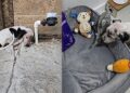 Após vida nas ruas, filhote reage ao ter seu primeiro cantinho de descanso em casa