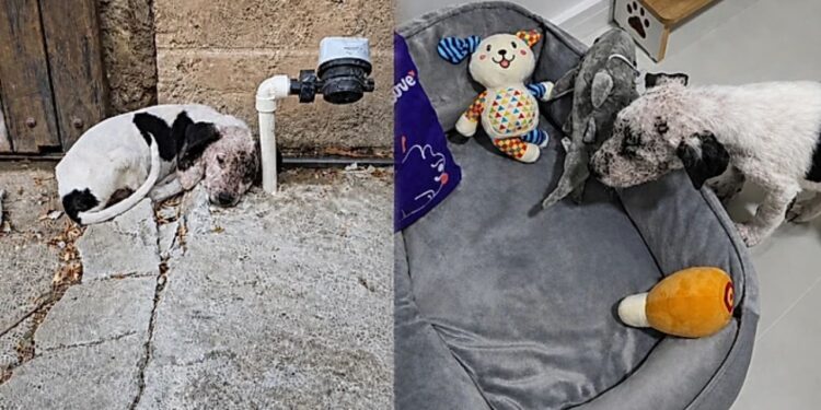 Após vida nas ruas, filhote reage ao ter seu primeiro cantinho de descanso em casa