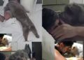 “Ele percebeu minha tristeza”: cão recém-adotado consola tutor e cena emociona milhões