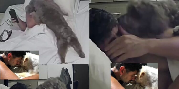 “Ele percebeu minha tristeza”: cão recém-adotado consola tutor e cena emociona milhões