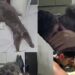 “Ele percebeu minha tristeza”: cão recém-adotado consola tutor e cena emociona milhões