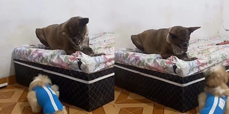 Após ser queimada com um líquido fervente, cadela encontra amor mas enfrenta crueldade nas redes sociais