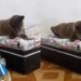 Após ser queimada com um líquido fervente, cadela encontra amor mas enfrenta crueldade nas redes sociais