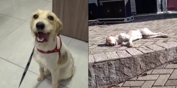 Apesar de doce, Beijinho ainda espera adoção por causa de aparência no rosto