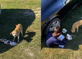 Mãe se emociona ao ver filho alimentar cachorro de rua durante festa