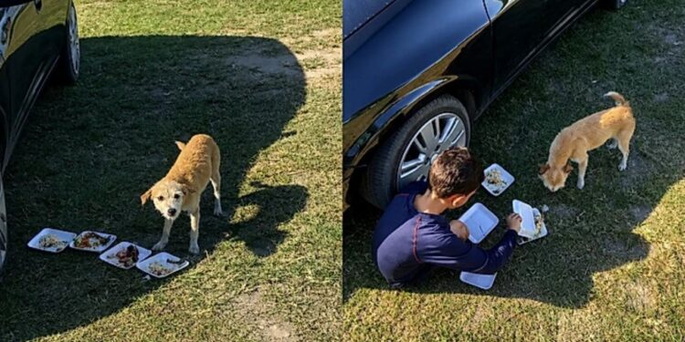 Mãe se emociona ao ver filho alimentar cachorro de rua durante festa