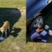 Mãe se emociona ao ver filho alimentar cachorro de rua durante festa