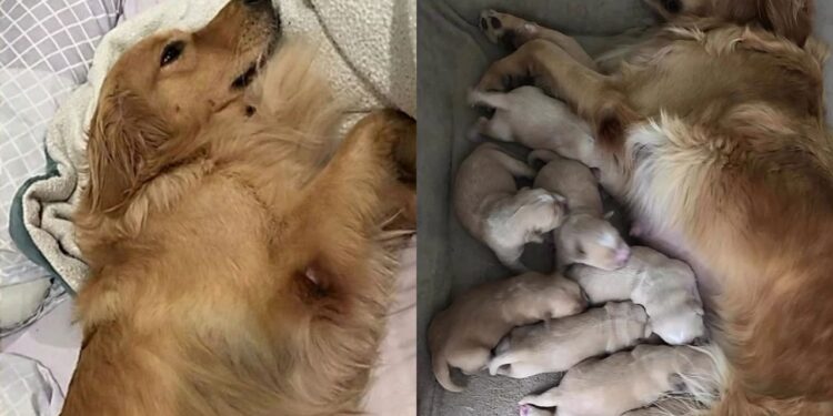 Depois de anos como matriz em canil, Golden Retriever é adotada e vive sua primeira experiência de afeto real