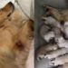 Depois de anos como matriz em canil, Golden Retriever é adotada e vive sua primeira experiência de afeto real