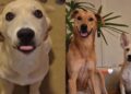 Cão se emociona ao reencontrar irmã após hospitalização e vídeo viraliza
